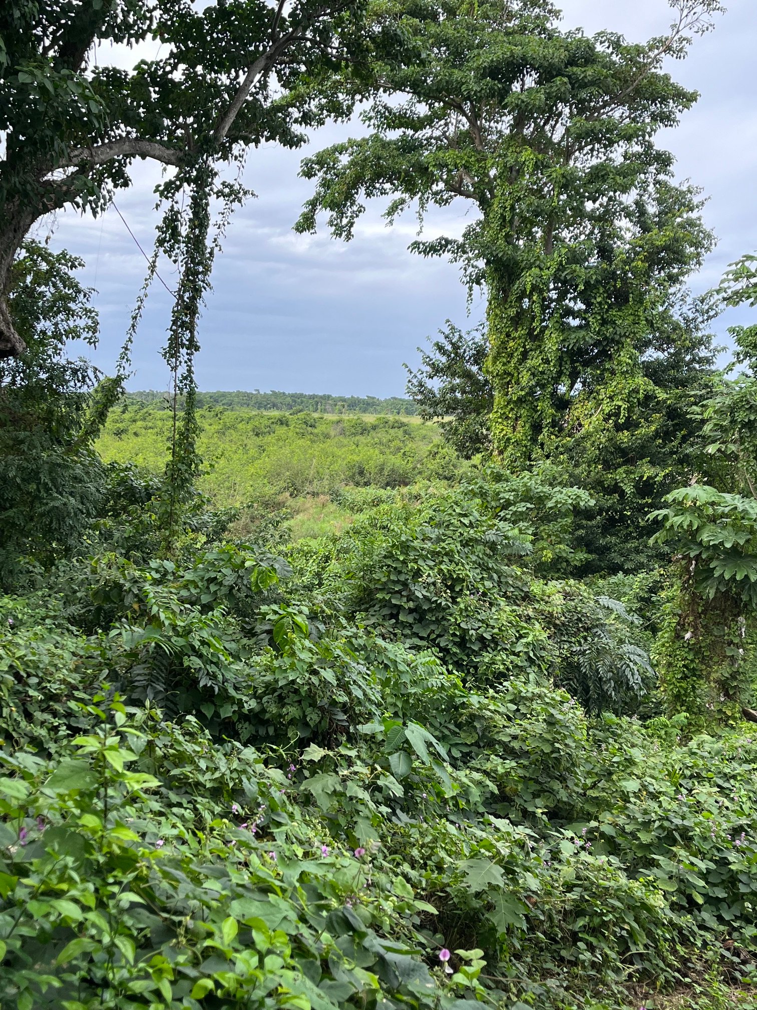 Playa Esmeralda — Lush Terrain