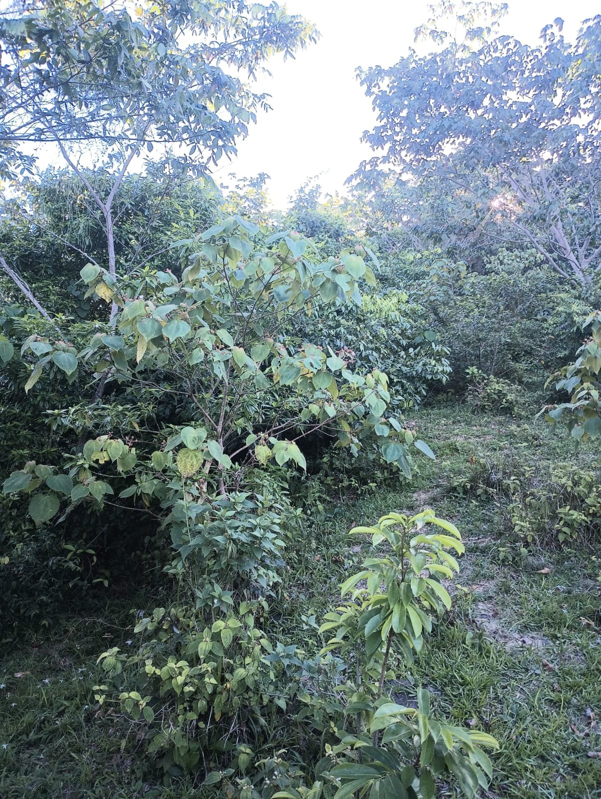 Miches Hills — Terrain